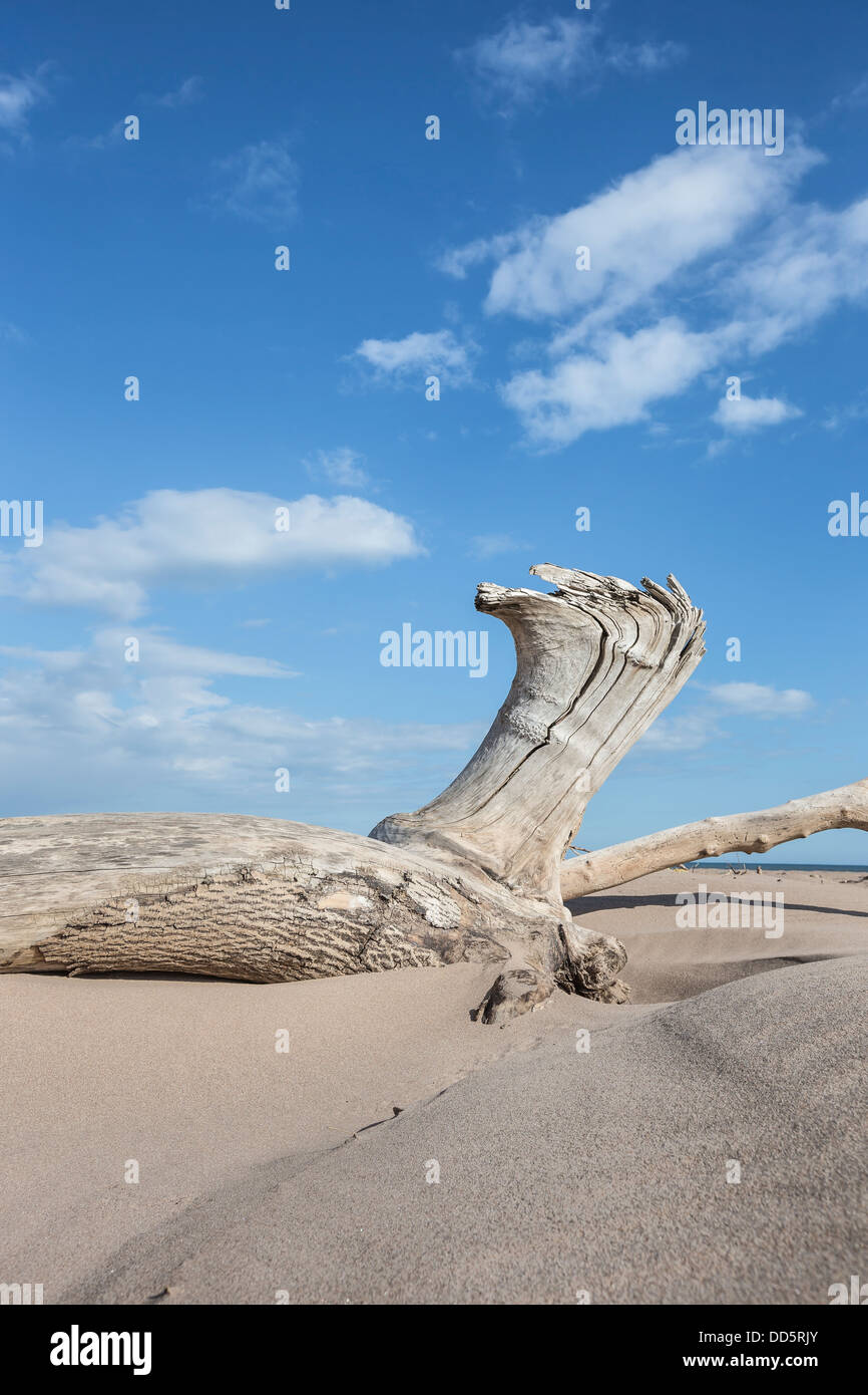 Driftwood & sand à St Cyrus en Ecosse Banque D'Images