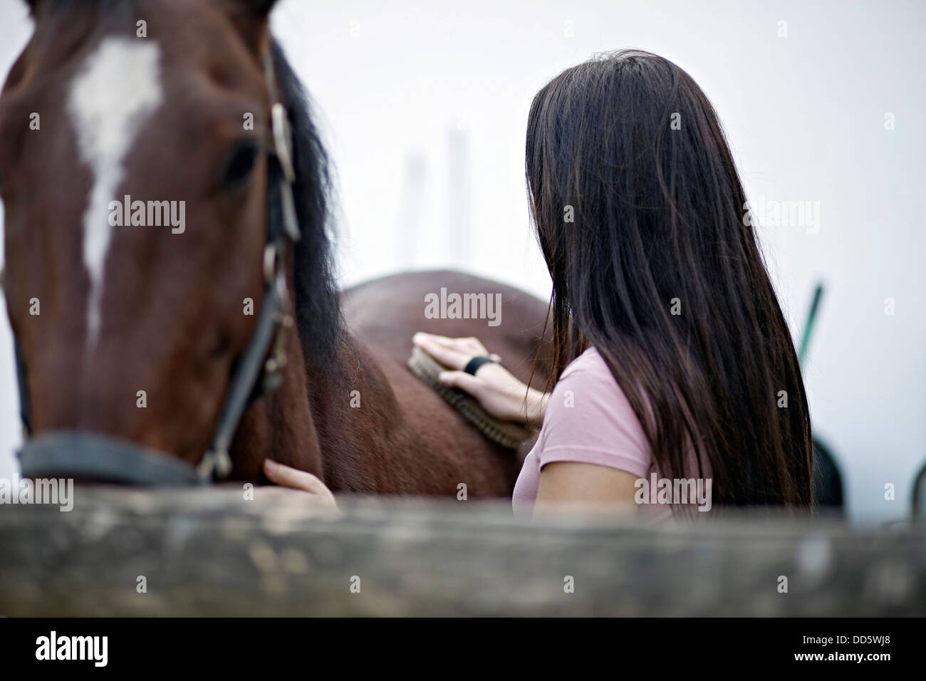 Le toilettage du cheval, la Baranja, Italy, Europe Banque D'Images