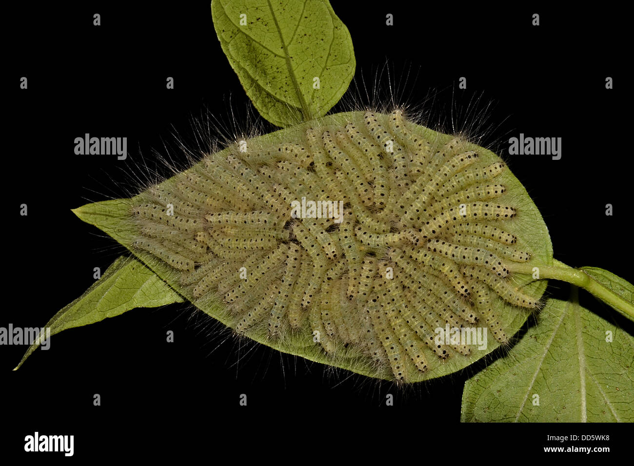 Une colonie de chenilles sur une seule feuille. Banque D'Images