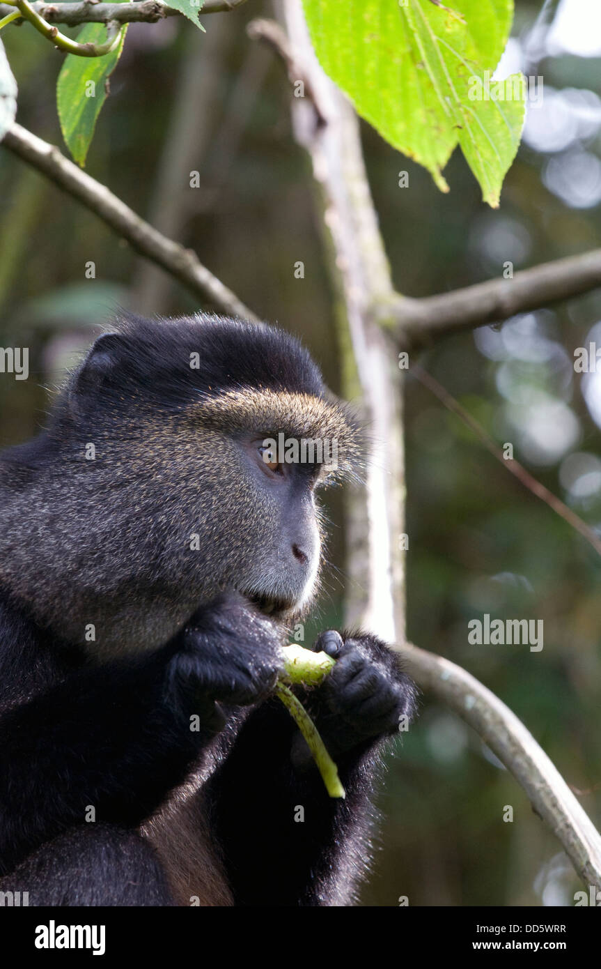 Golden Monkey espèces primates alerte assis parmi les autochtones de son bambou dans le Parc National des Virunga Rwanda Afrique de l'Est Banque D'Images