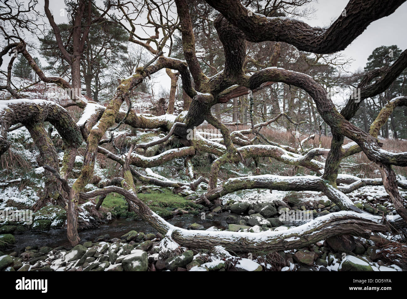 Contre toute attente, un arbre tombé continue à se développer dans une direction horizontale résultant en un effrayant à enchevêtrement de branches. Banque D'Images
