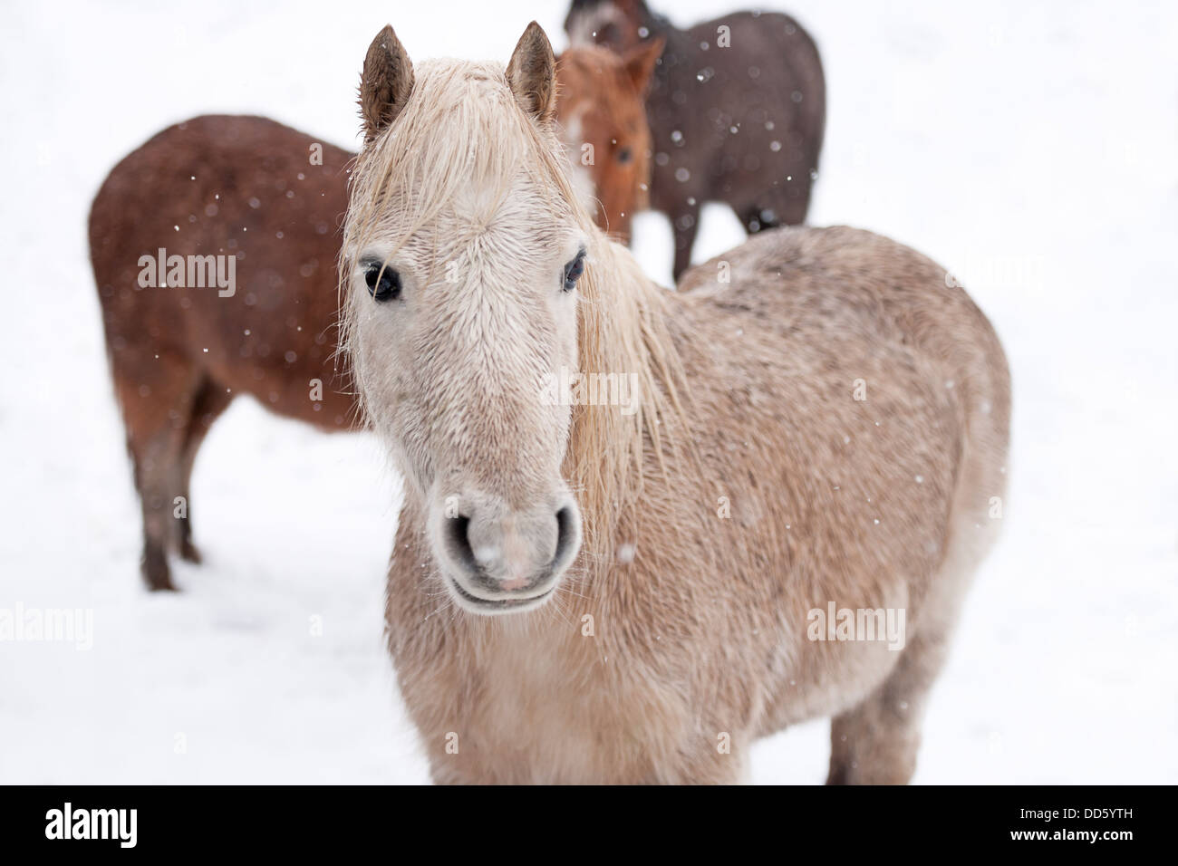 Un petit groupe de landes sauvages poneys en photo lors d'une chute de neige. Banque D'Images
