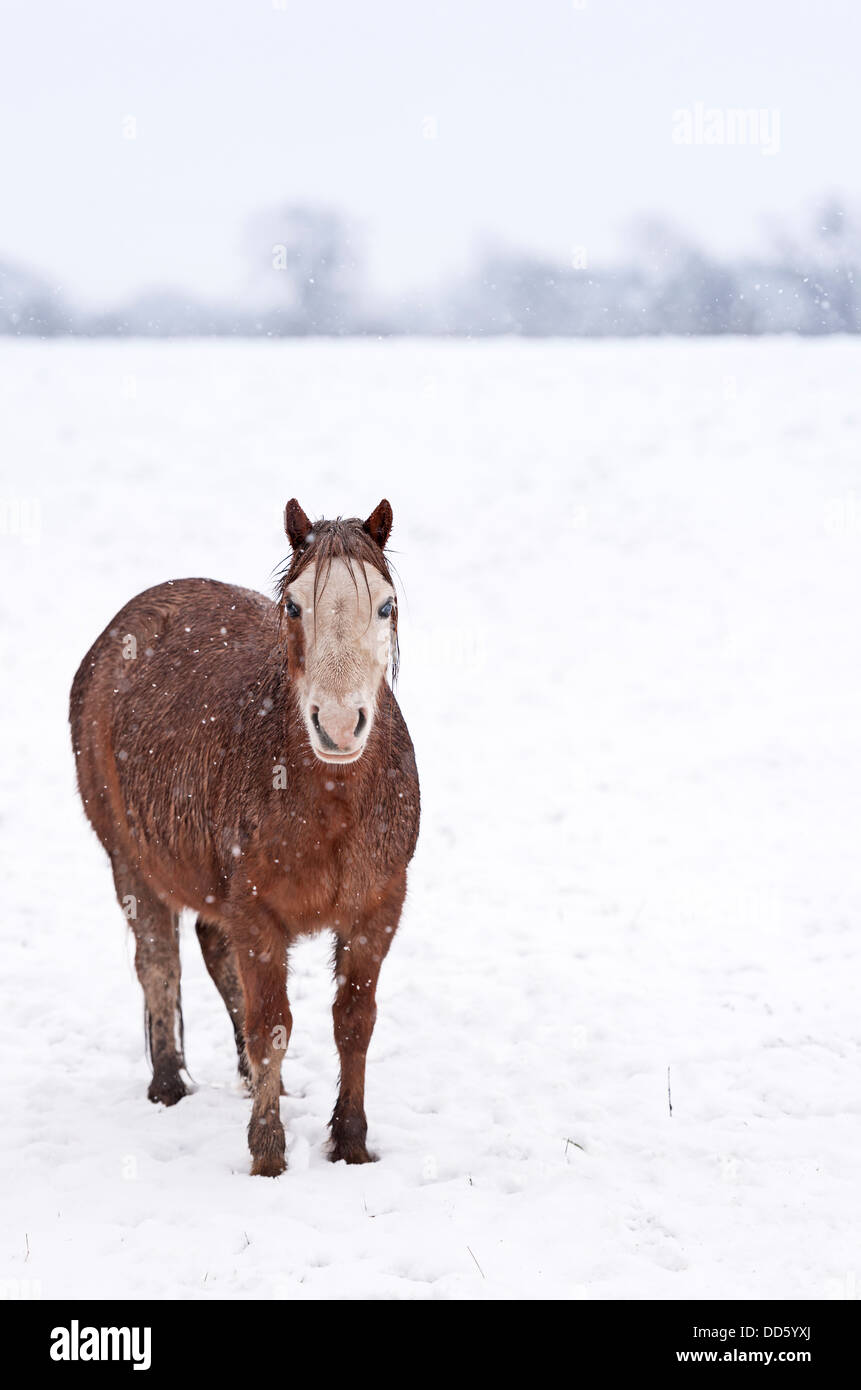 L'un d'un groupe de poneys landes sauvages lors d'une photo de neige en hiver. Banque D'Images
