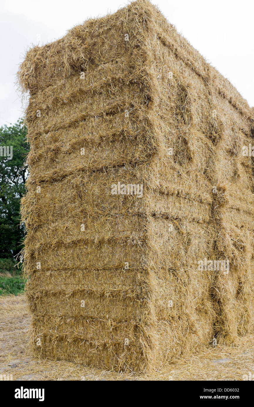Pile de bottes de foin dans le champ dans le Wiltshire en Angleterre Banque D'Images