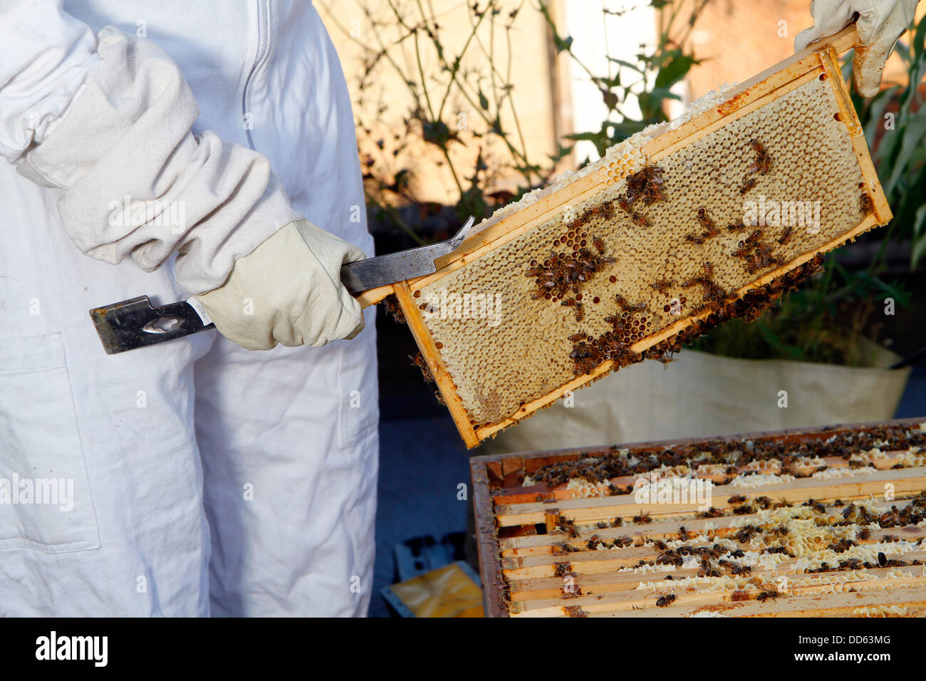 Elena Polisano garde une ruche d'abeilles sur le toit de la pub trois cerfs dans Lambeth à Londres Banque D'Images