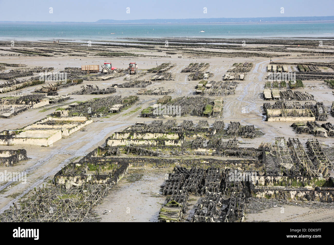 Et de plus en plus choisir les huîtres à marée basse dans le port de Cancale, France Banque D'Images