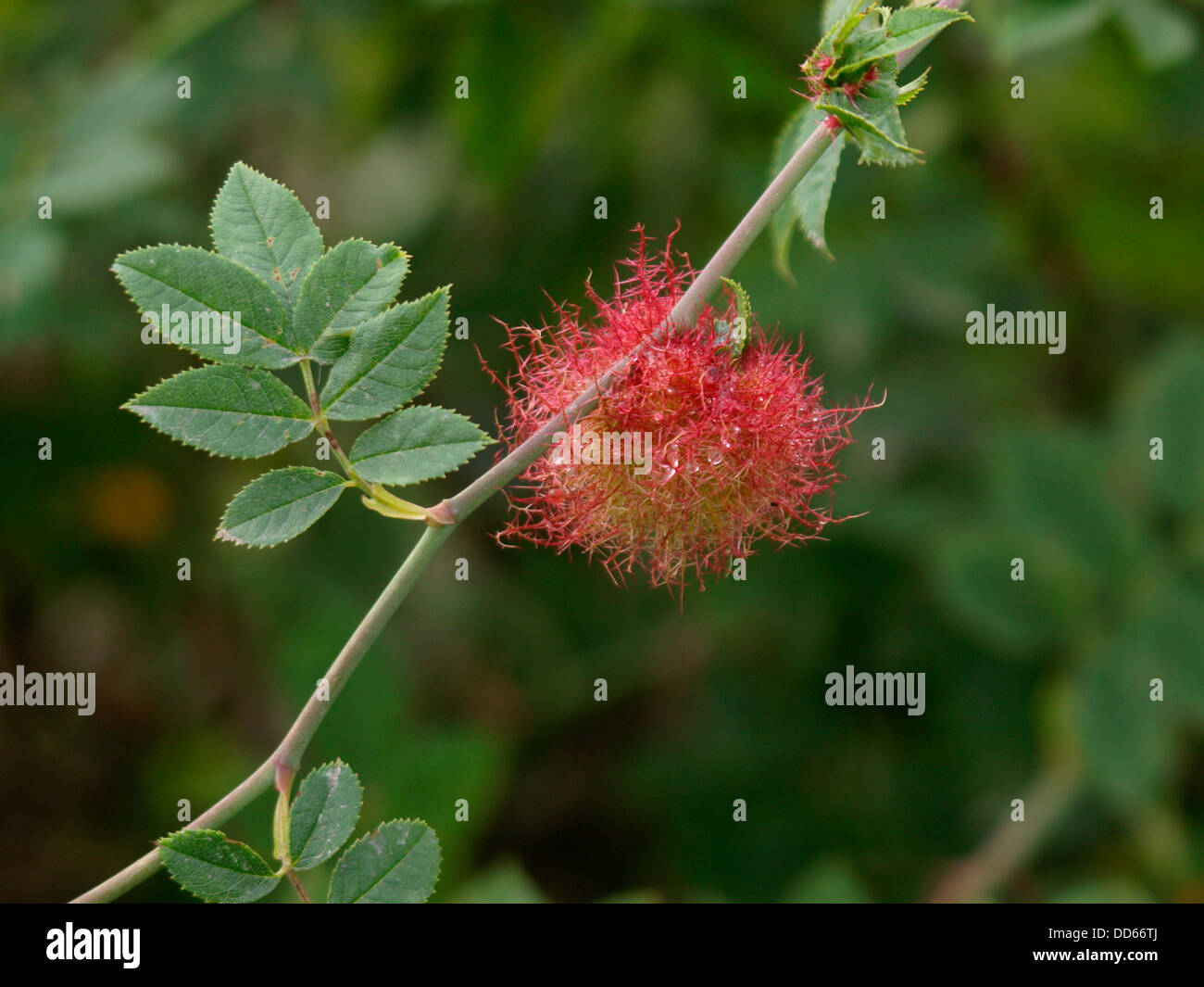 Diplolepis rosae, Rose bedeguar gall, également appelé Robin's pincushion gall, ou moss gall, Dorset, UK 2013 Banque D'Images