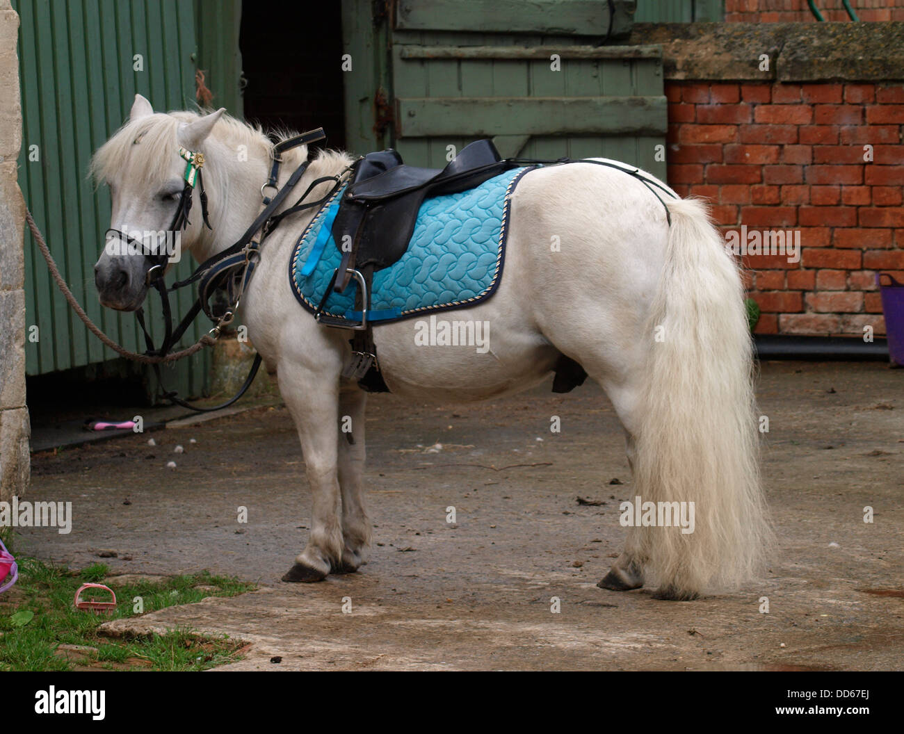 Poney blanc petit mignon, UK 2013 Banque D'Images