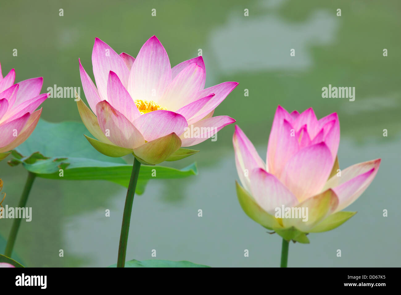 Fleurs de Lotus Banque D'Images