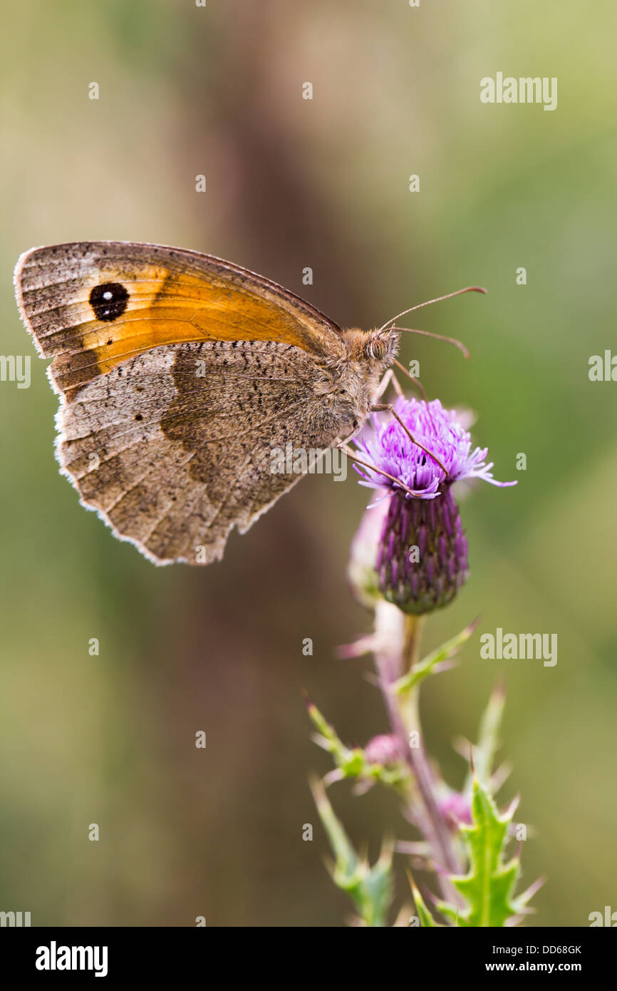 Meadow brown butterfly (Maniola jurtina) sur un chardon, vental (vue latérale) Banque D'Images