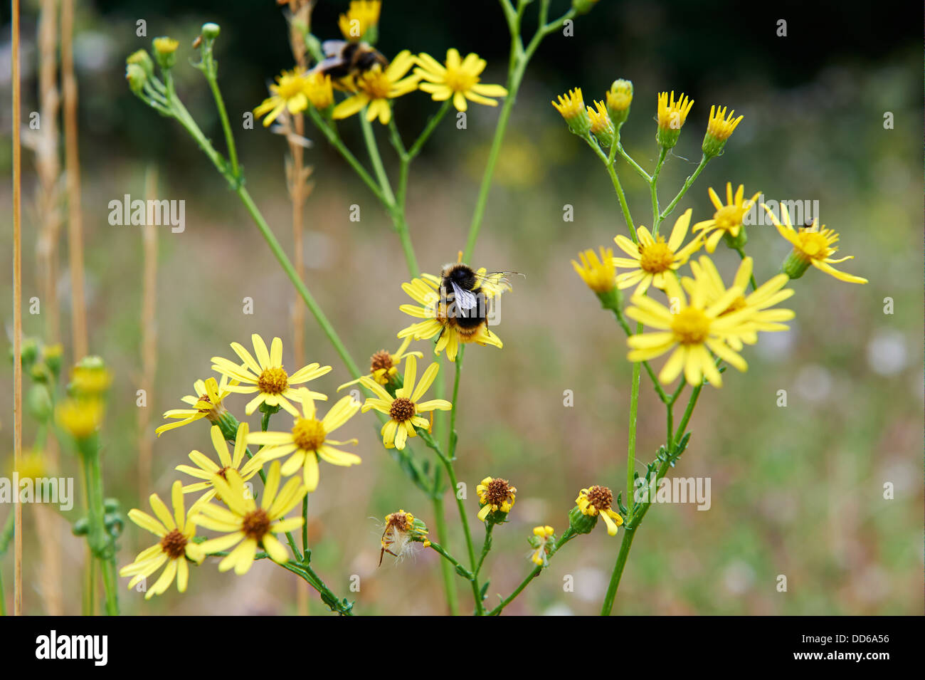 Buff-Tailed, bourdon Bombus terrestris, la collecte du pollen de séneçon jacobée sur la conservation des terres agricoles. Angleterre, RU, 2013 Banque D'Images
