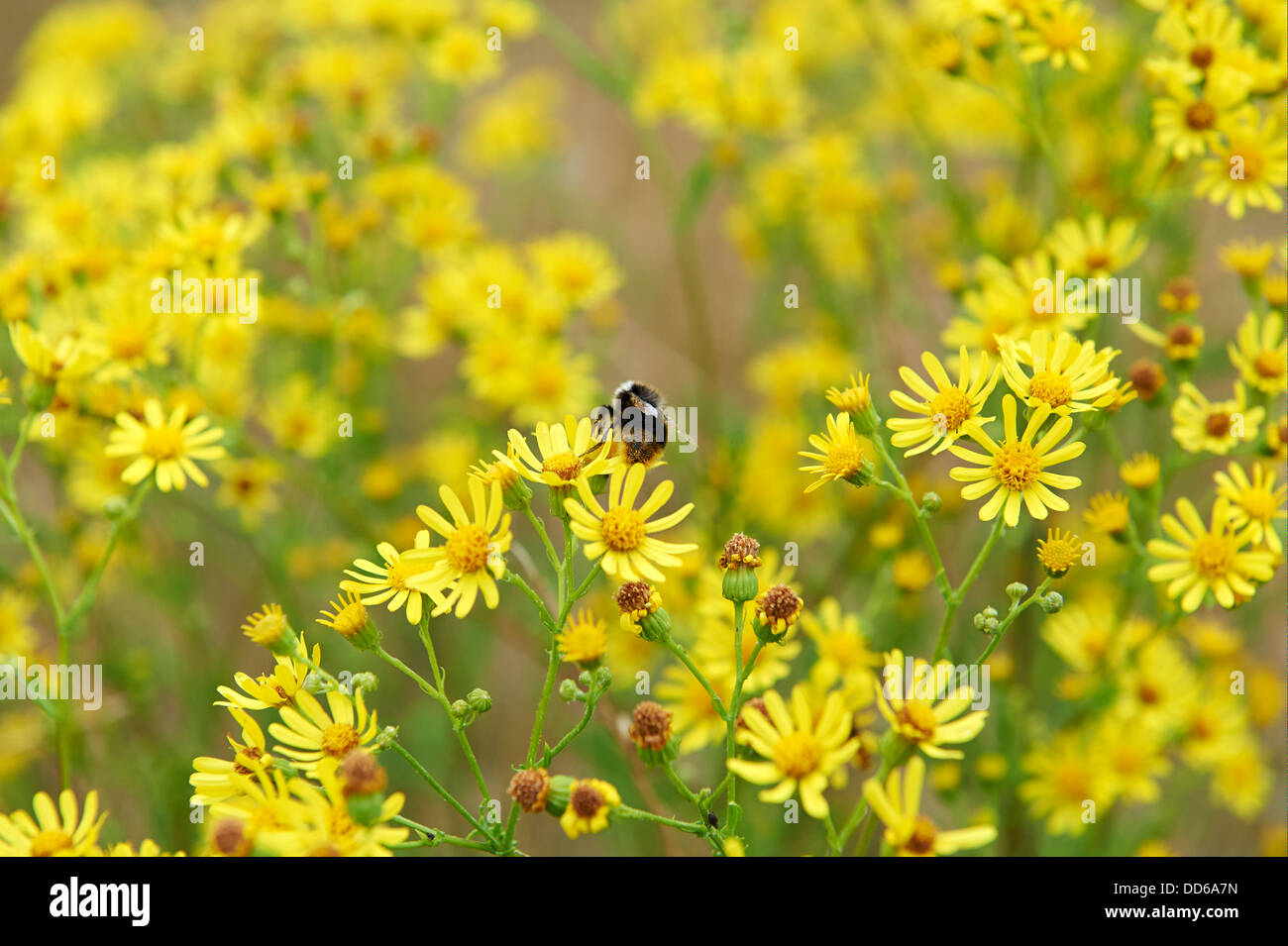 Buff-Tailed, bourdon Bombus terrestris, la collecte du pollen de séneçon jacobée sur la conservation des terres agricoles. Angleterre, RU, 2013 Banque D'Images
