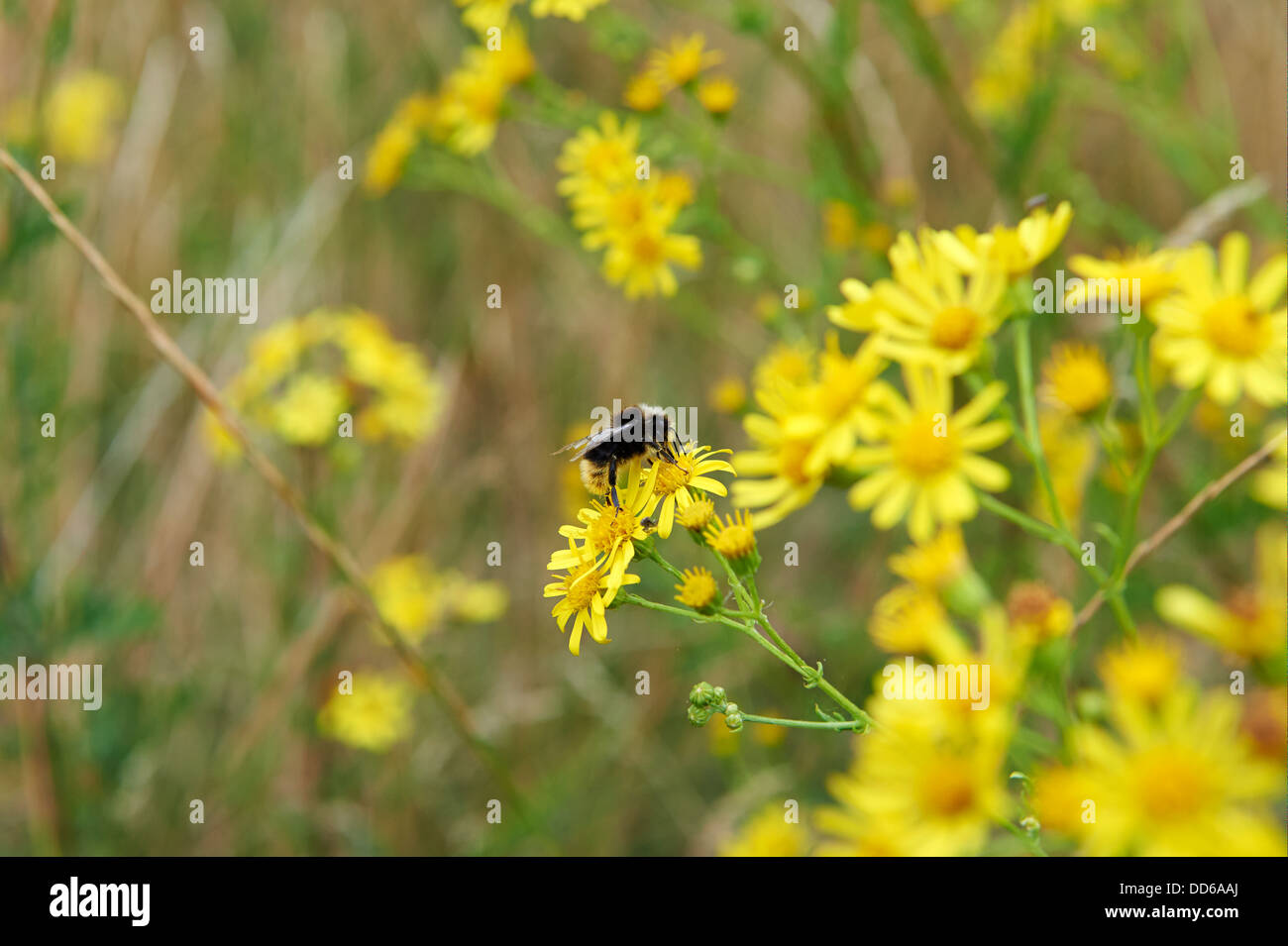 Buff-Tailed, bourdon Bombus terrestris, la collecte du pollen de séneçon jacobée sur la conservation des terres agricoles. Angleterre, RU, 2013 Banque D'Images