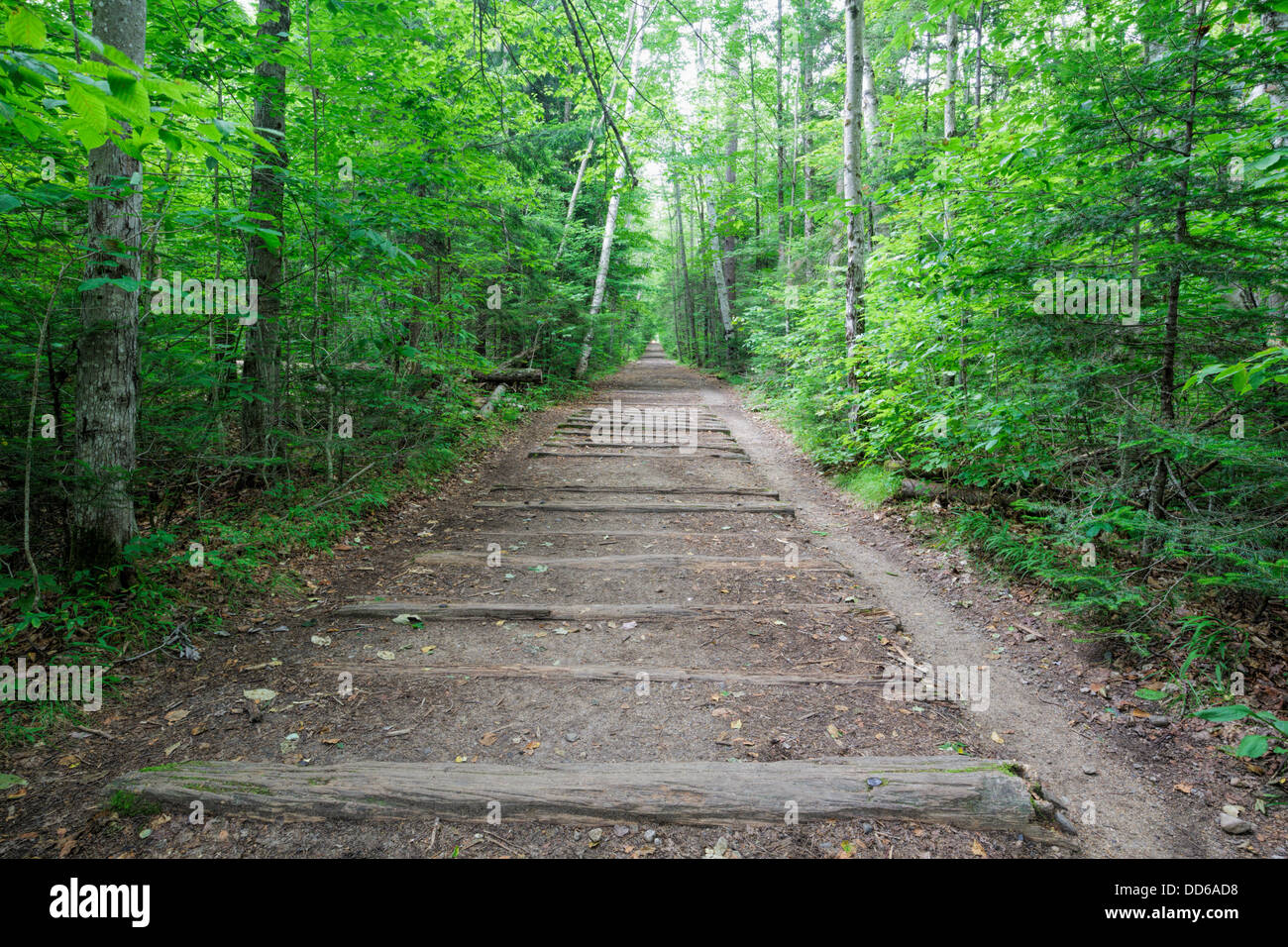 Les traverses de chemin de fer de l'ancien Moyen-Orient & Lincoln Railroad le long du sentier du Bois de Lincoln de Lincoln, New Hampshire, USA. Banque D'Images