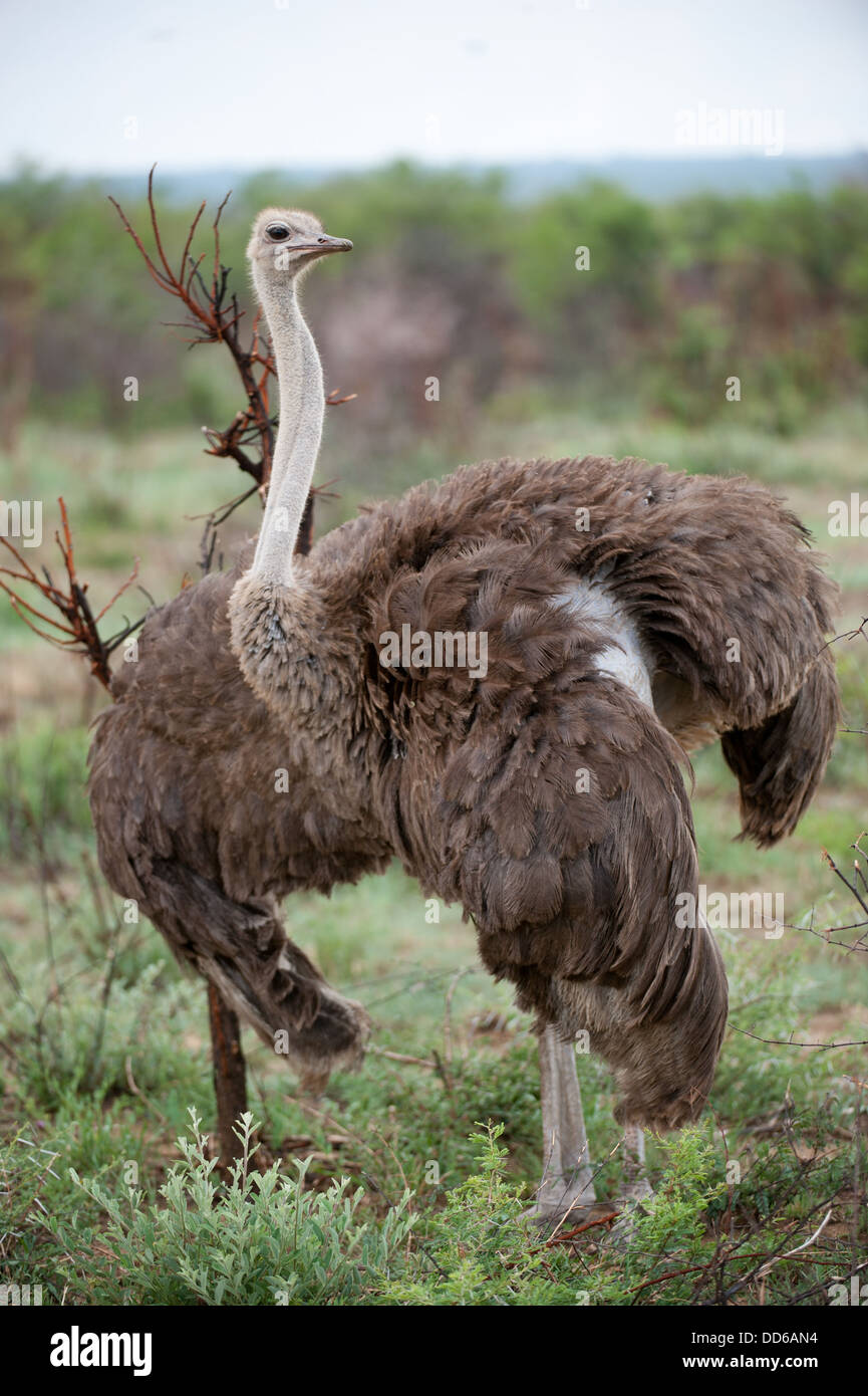 Femme, Plectrophenax nivalis, Madikwe Game Reserve, Afrique du Sud Banque D'Images