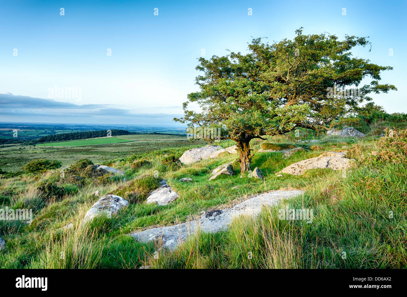 Un arbre noueux sur Bodmin Moor Banque D'Images