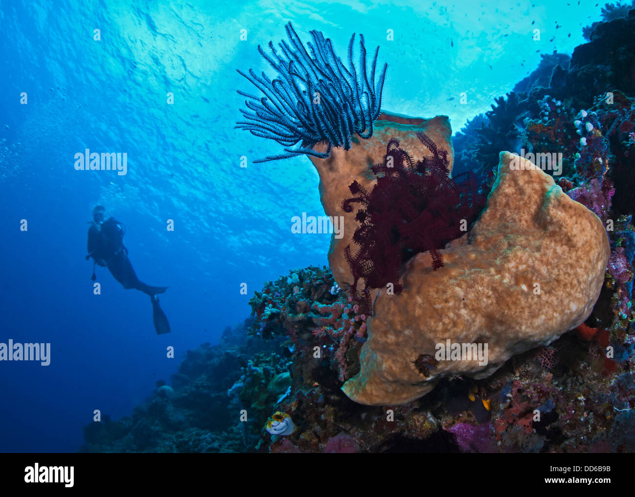 Fermer-focus vue grand angle sur la mousse de crinoïdes avec scuba diver silhouette dans l'eau bleue. Banque D'Images