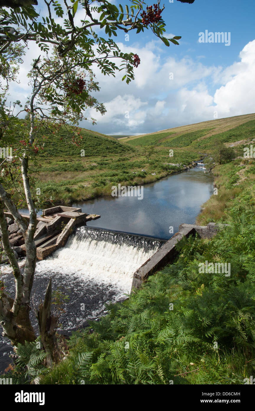 Weir et col du poisson sur la rivière de erme à Dartmoor vue par les succursales de Mountain Ash Banque D'Images