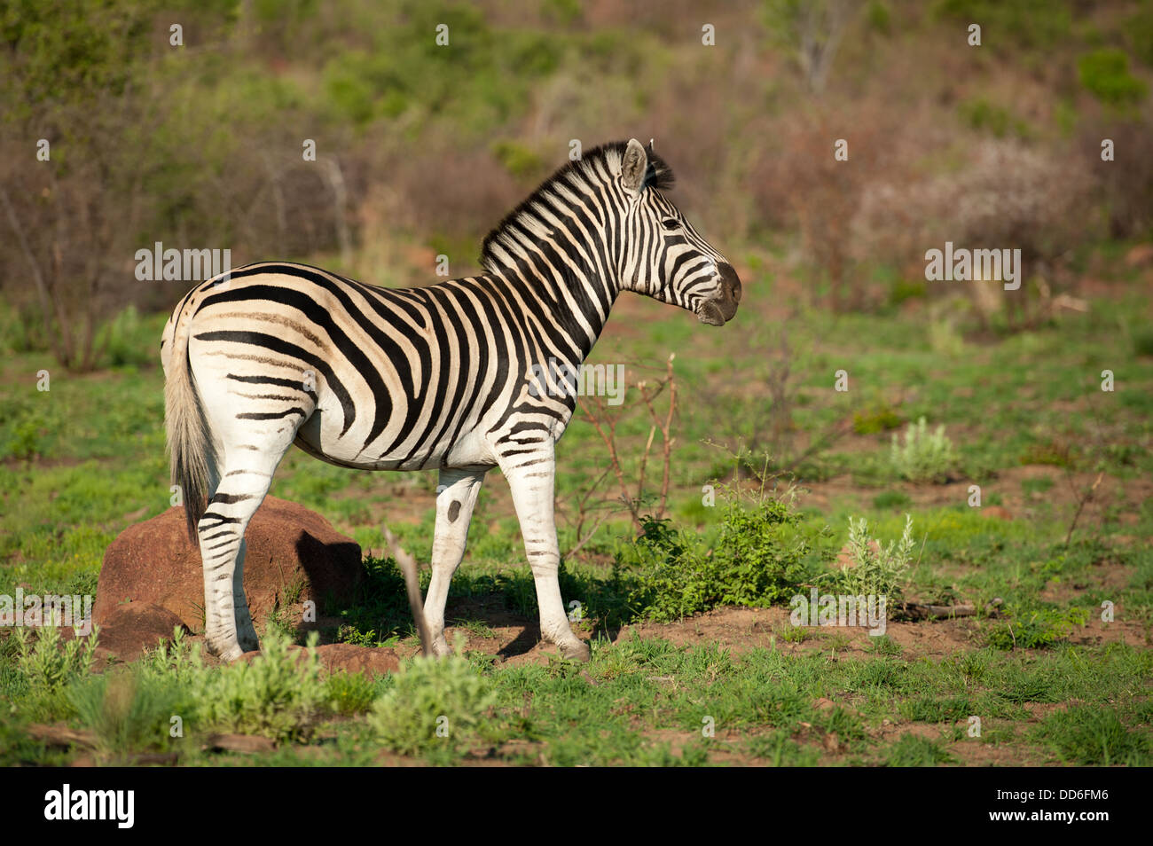 Le zèbre de Burchell (Equus burchellii), Réserve de Chasse Pilanesberg, Afrique du Sud Banque D'Images