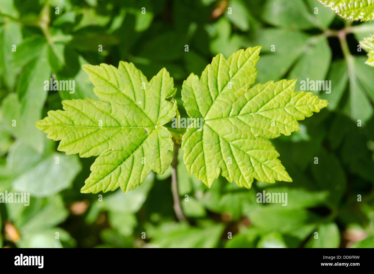 Jeune arbre d'un érable sycomore, acer pseudoplatanus, avec deux feuilles Banque D'Images