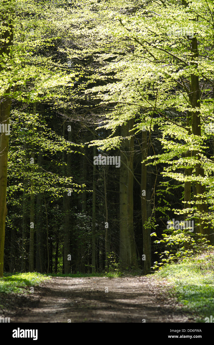 Sentier de marche dans une forêt de hêtres au printemps Banque D'Images