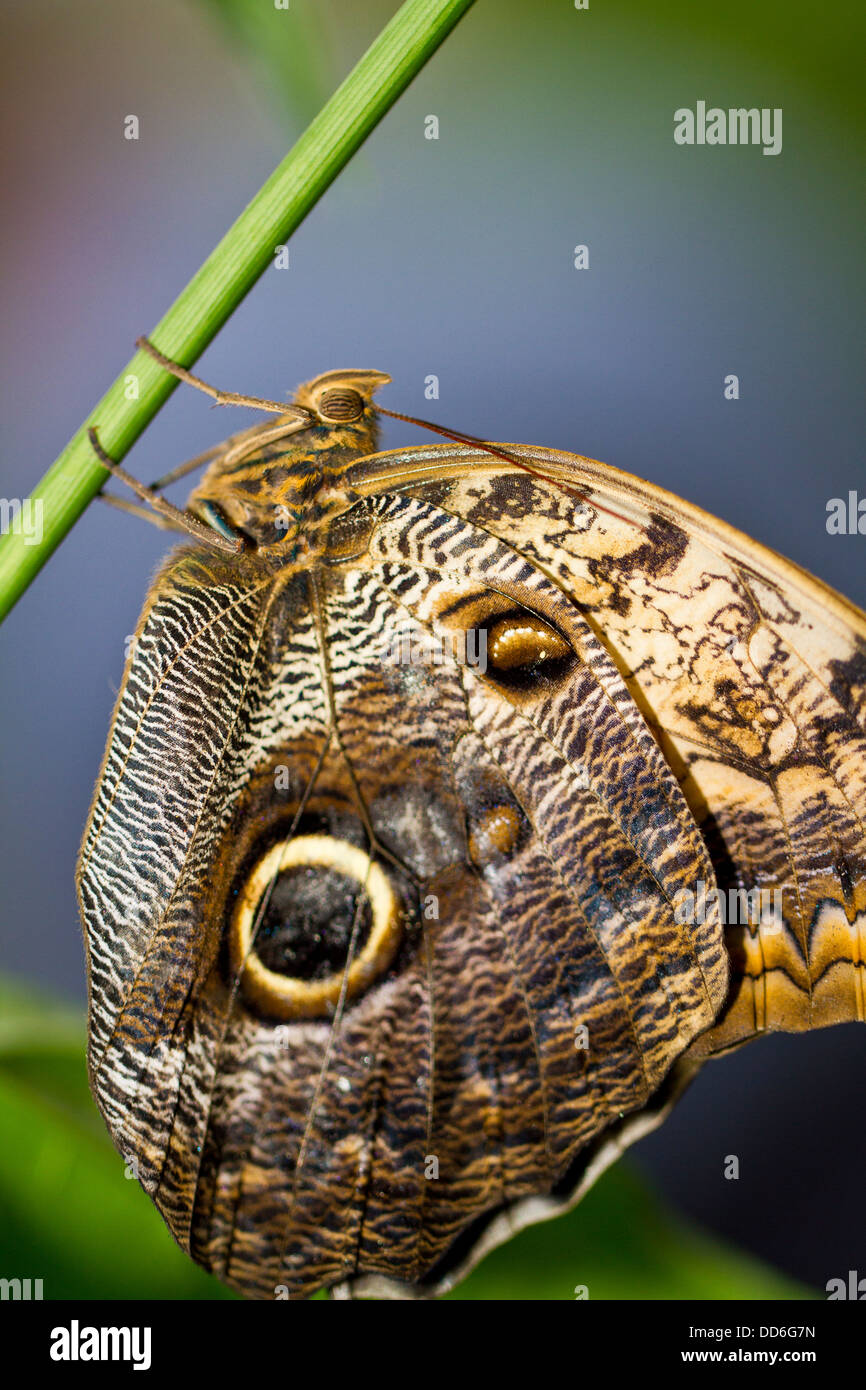 Papillon Hibou géant Banque D'Images