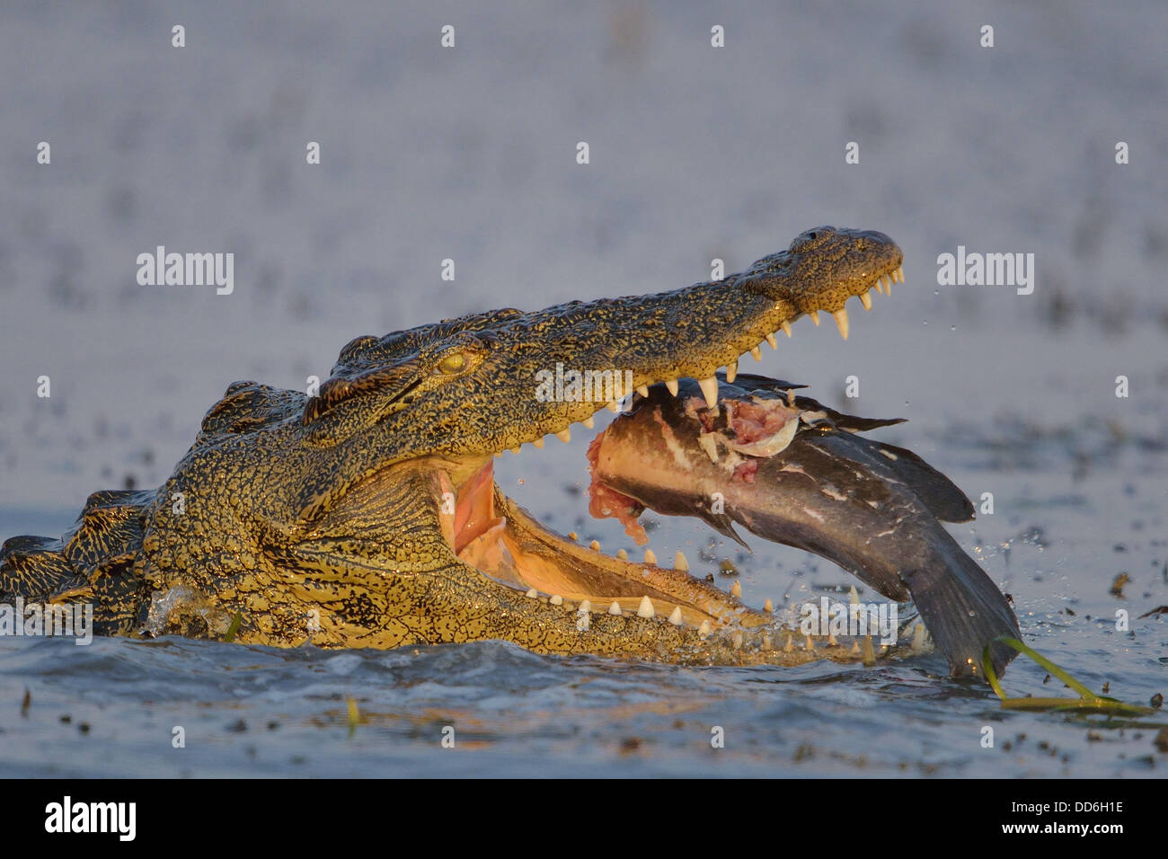 Le crocodile du Nil africains mangeant un poisson Banque D'Images