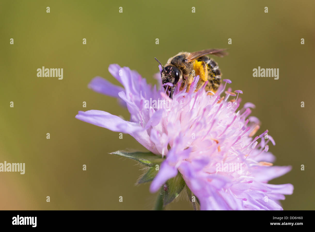 Une abeille nectar sur scabious au soleil du matin sur le Col des Fillys, dans les Alpes Françaises Banque D'Images