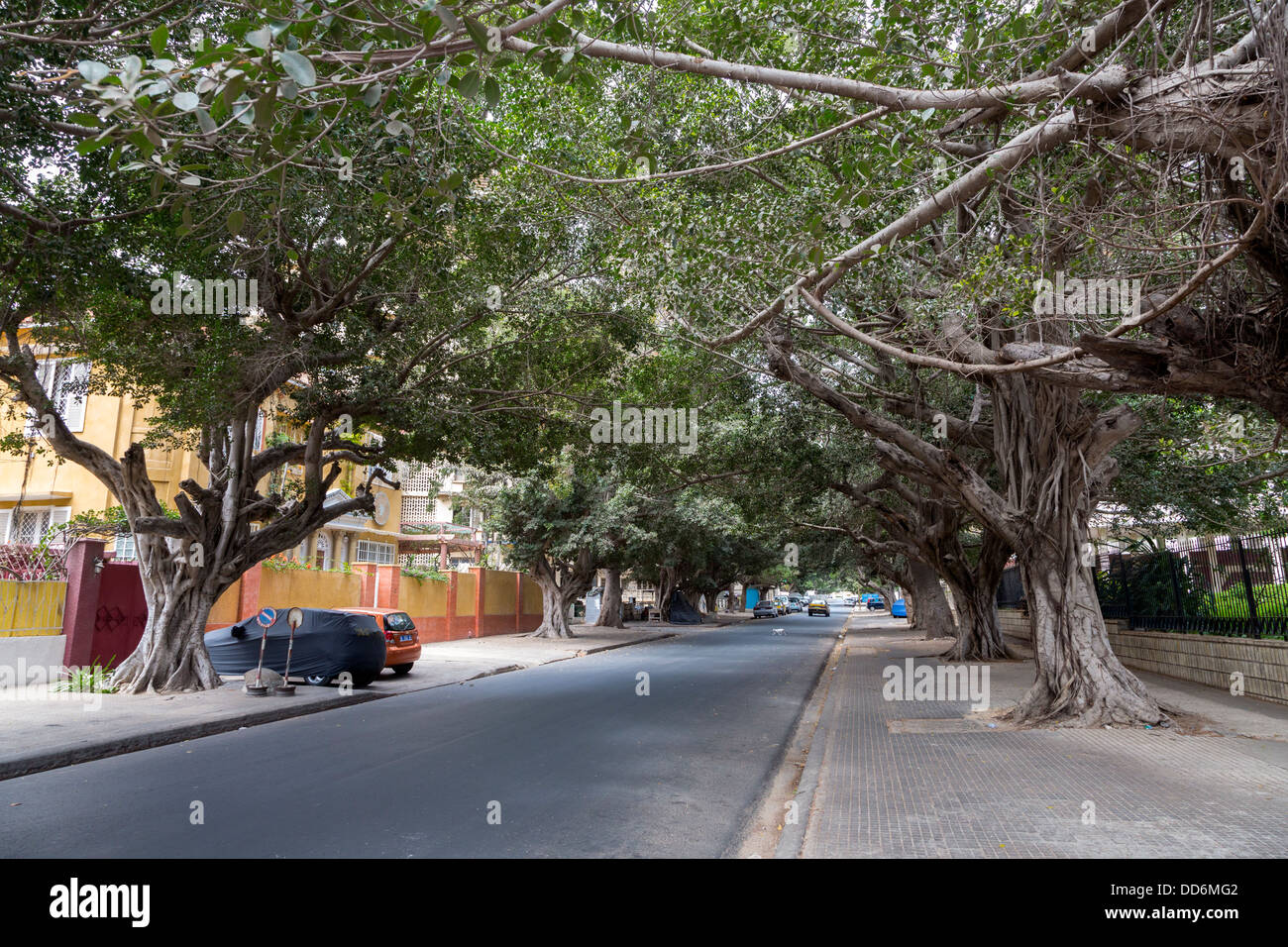Dakar, Sénégal. Rue Du Marechal Foch, une rue bordée d'arbres près de l'Assemblée nationale. Banque D'Images