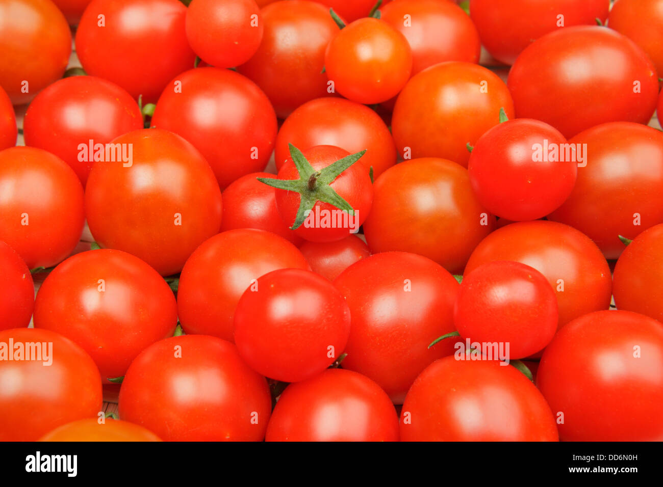 Tomates cerises Banque D'Images