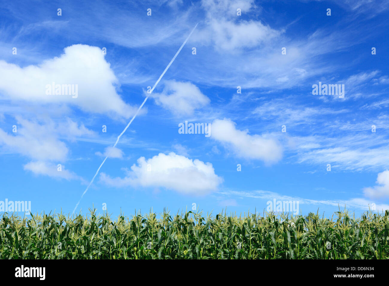 Champ de maïs et le ciel avec des nuages, Hokkaido Banque D'Images