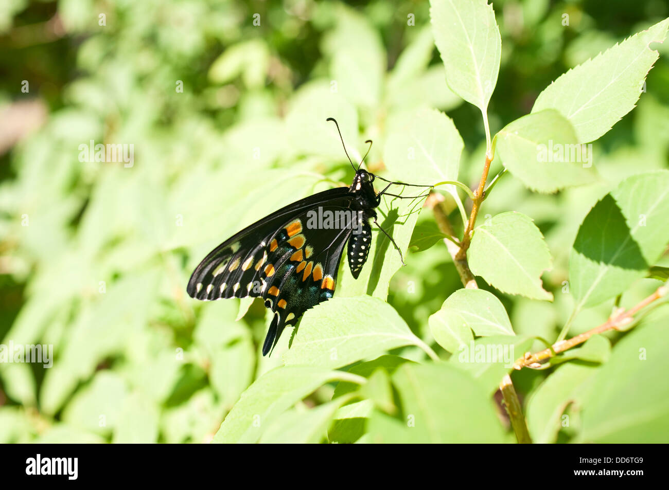 Une vue ventrale d'un mâle black swallowtail butterfly, sur une plante dans un jardin dans le New Jersey, USA. Banque D'Images