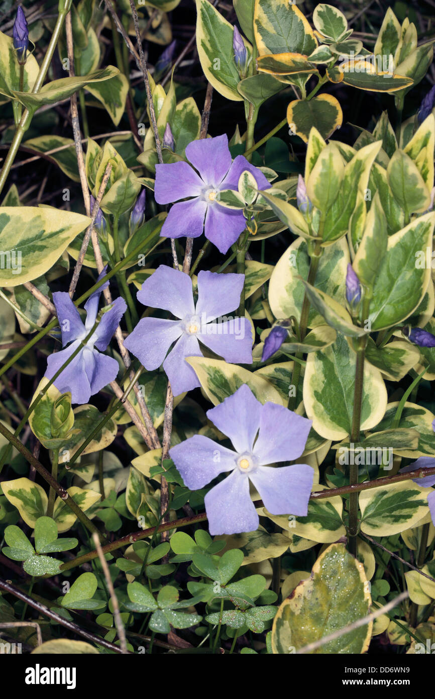 Une plus grande/ Bigleaf/ large // bleu pervenche Fleur, feuilles panachées variété -Vinca major-Famille Apocynaceae Banque D'Images