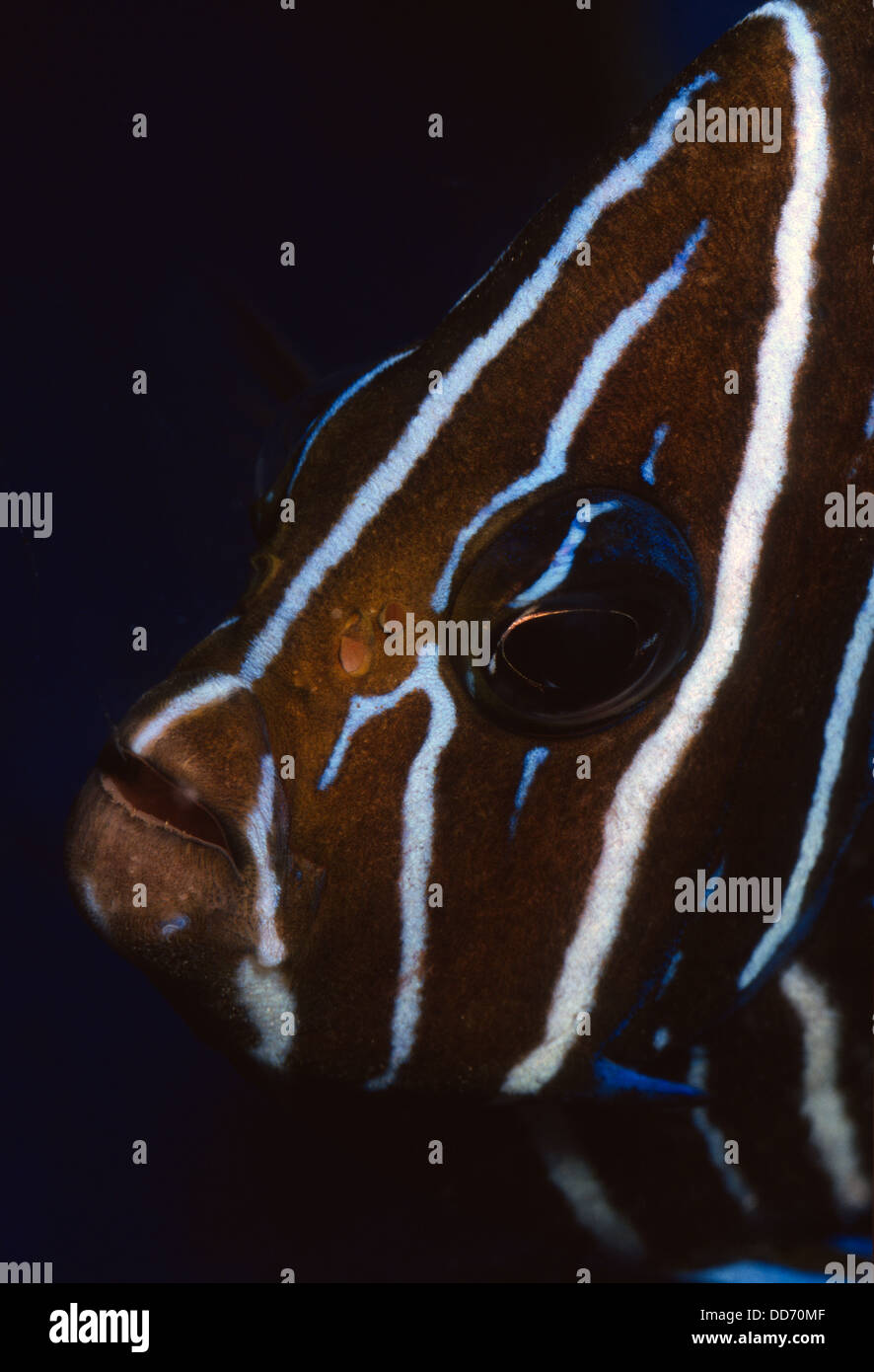 Les jeunes poissons-anges Coran ou du demi-cercle, poissons-anges, Pomacanthus semicirculatus, Pomacanthidae, Indo-Pacific Ocean Banque D'Images