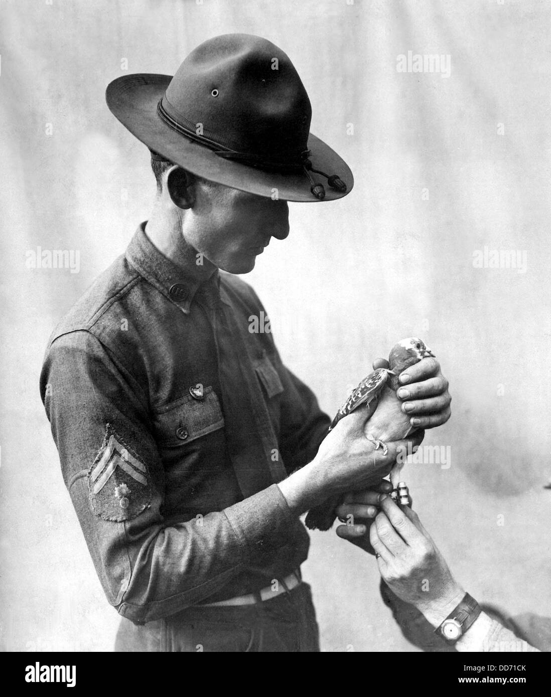 Soldat américain en joignant un message à un Signal Corps pigeon voyageur. La Première Guerre mondiale. ca. 1917-1918. Banque D'Images