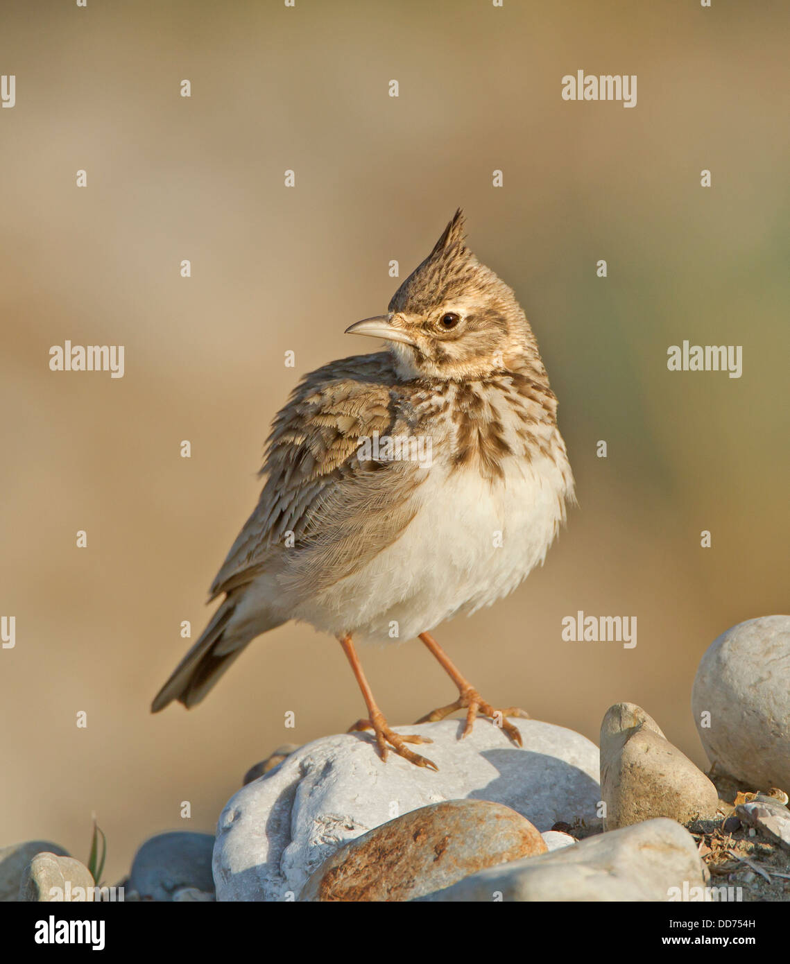 Crested Lark Galerida cristata Mandria Chypre Banque D'Images