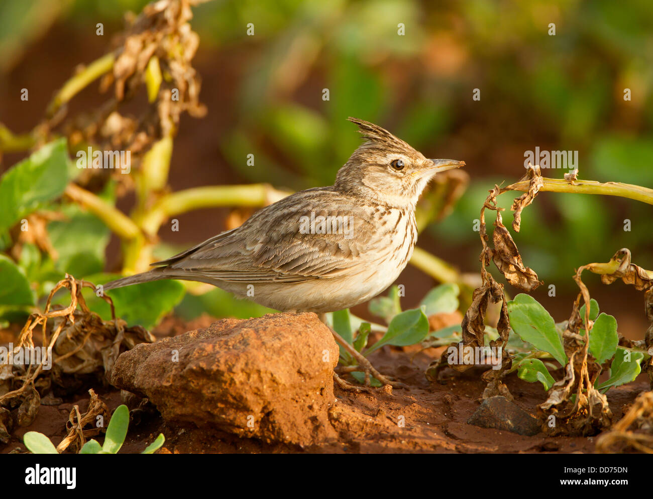 Crested Lark Galerida cristata Mandria Chypre Banque D'Images