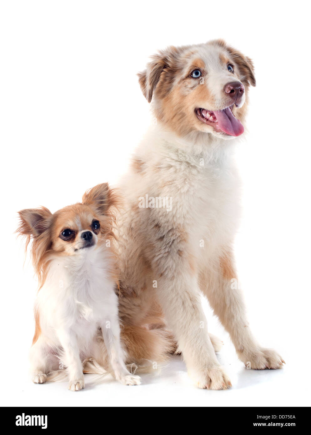 Chiot berger australien pure race et chihuahua in front of white background Banque D'Images