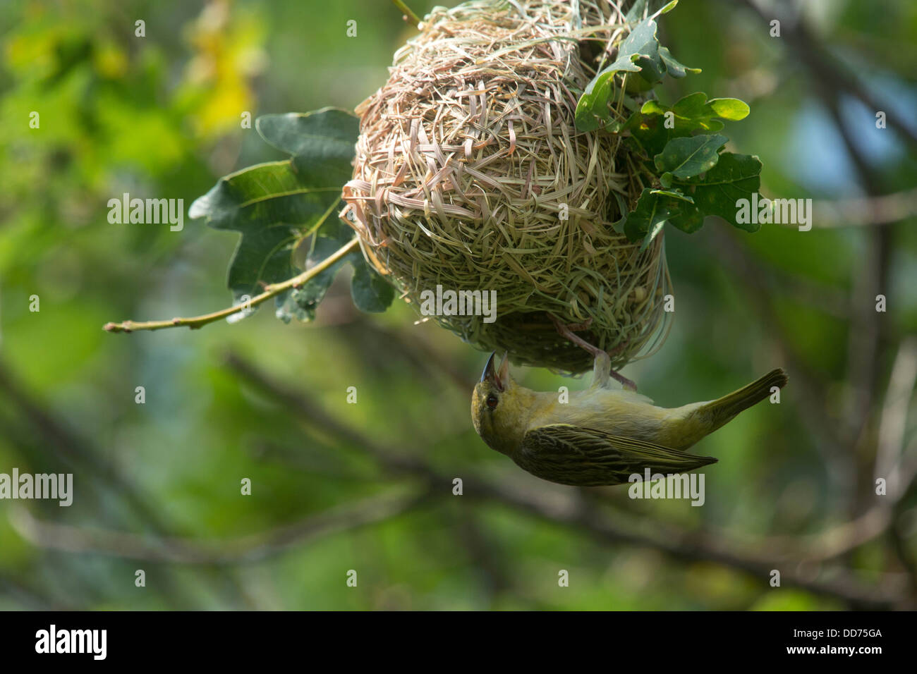 Une femme masquée de l'inspection d'un nid d'oiseaux tisserand Banque D'Images