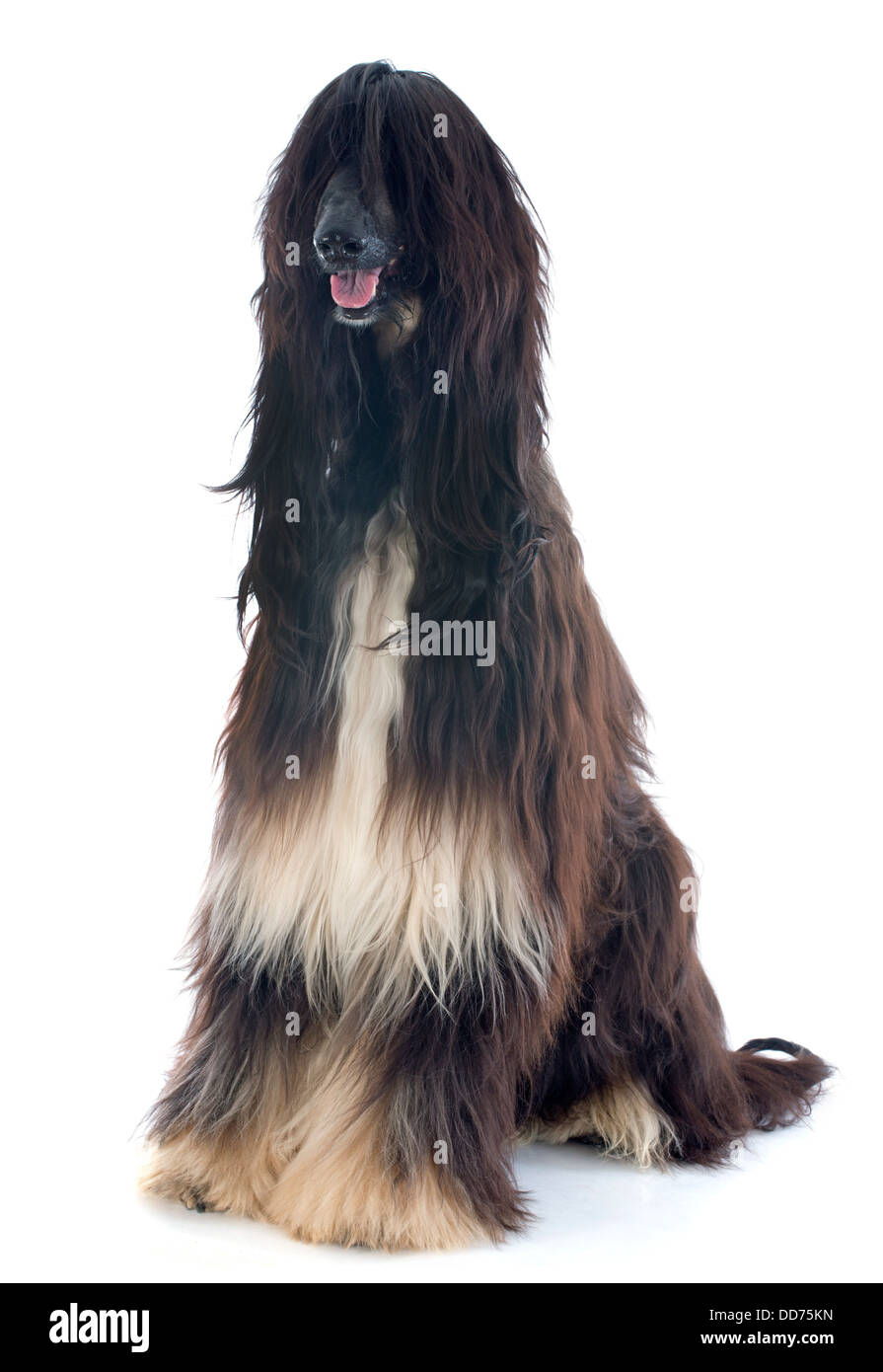 Lévrier afghan in front of white background Banque D'Images