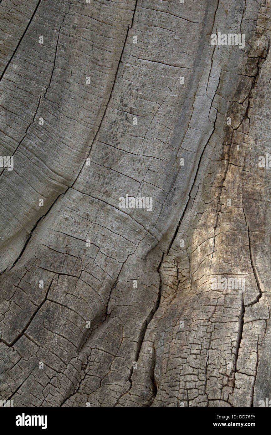 Un gros plan du tronc d'un arbre mort Banque D'Images