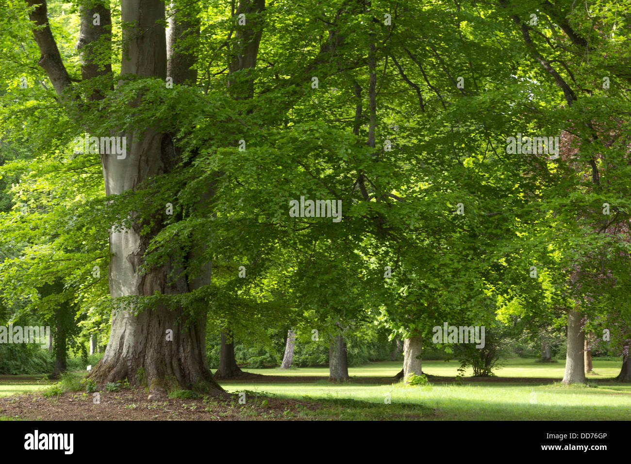 Un grand chêne arbre dans un parc Banque D'Images