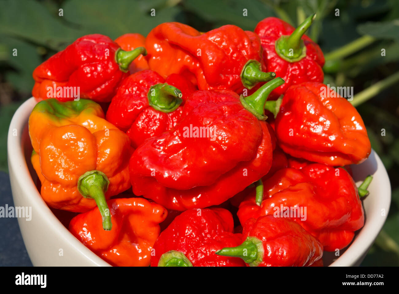 Un bol de Naga espagnol extrêmement chaud (piments Capsicum chinense). Banque D'Images