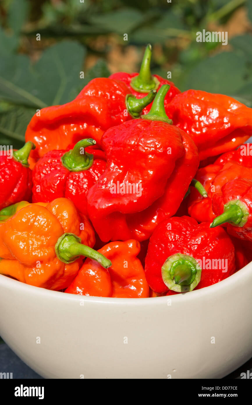 Un bol de Naga espagnol extrêmement chaud (piments Capsicum chinense). Banque D'Images
