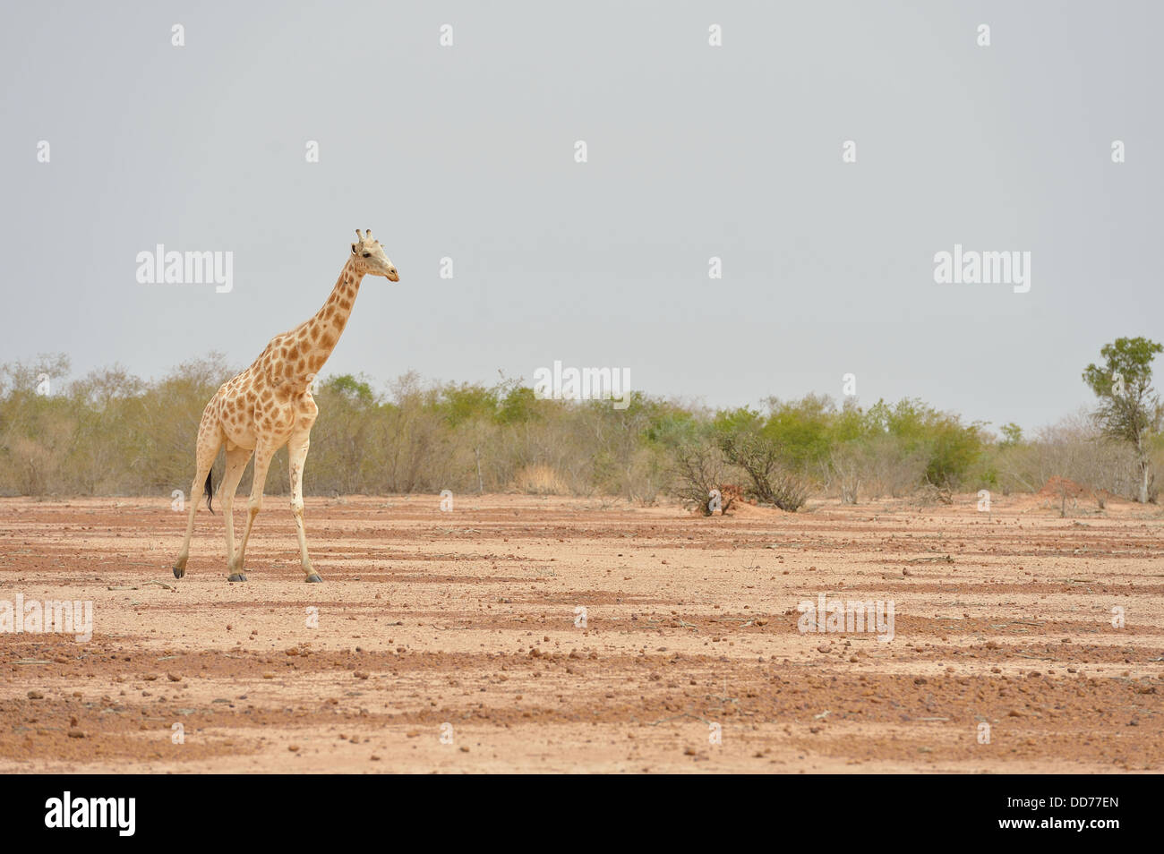 Girafe d'Afrique de l'Ouest - Niger - Girafe Girafe (Giraffa camelopardalis peralta) marche dans une région aride Banque D'Images