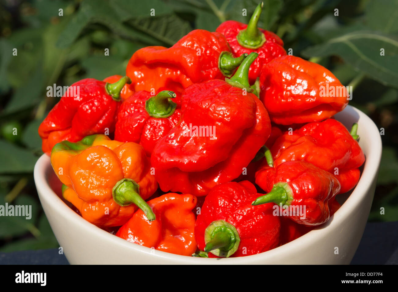 Un bol de Naga espagnol extrêmement chaud (piments Capsicum chinense). Banque D'Images