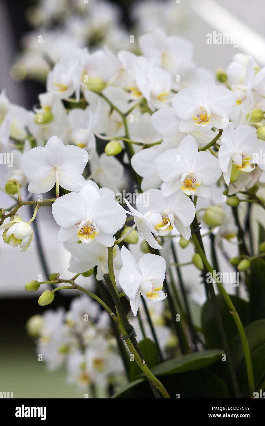 Orchidée phalaenopsis blanc fleurs - Banque D'Images