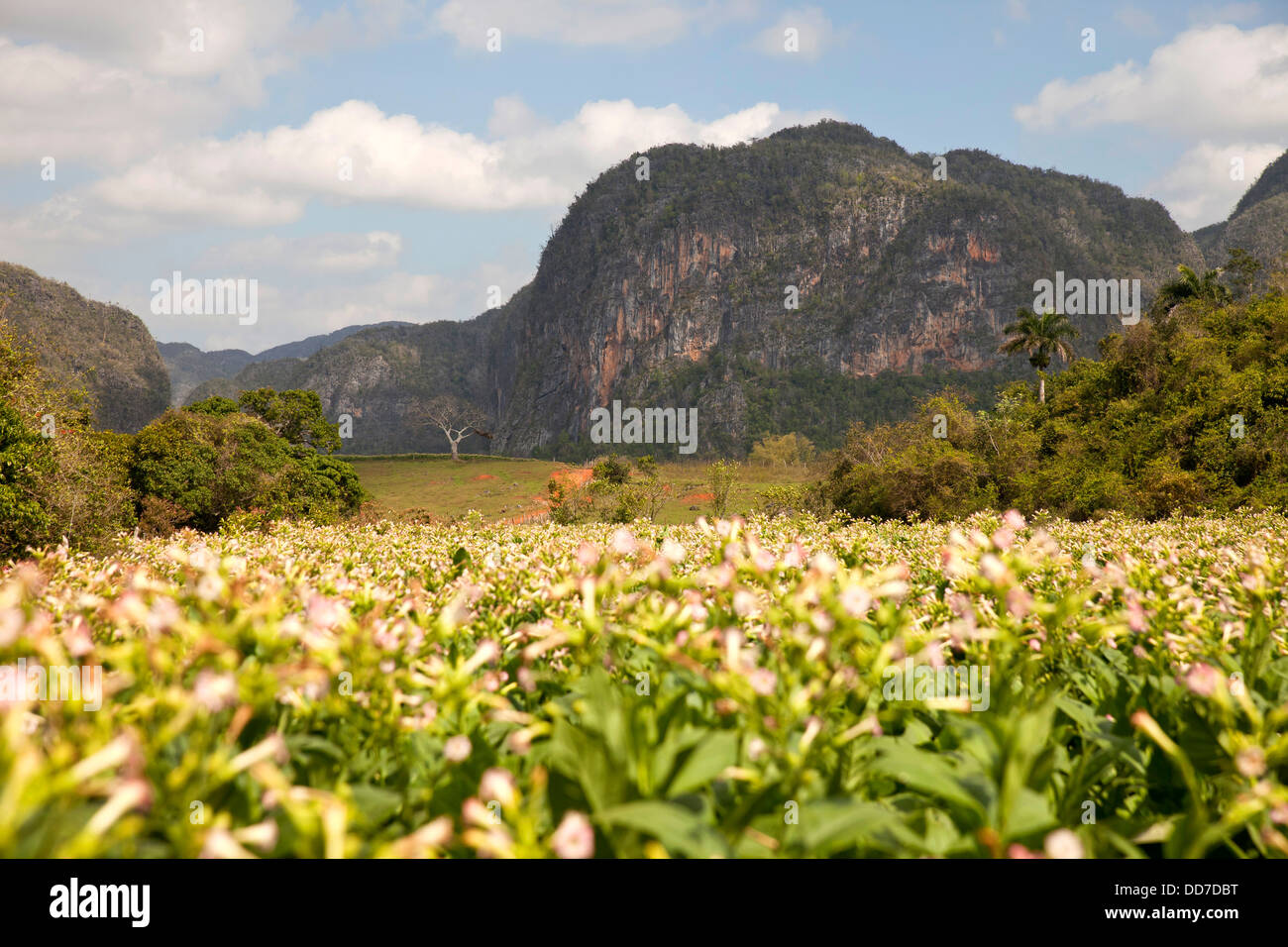 Paysage karstique avec champs de tabac dans la vallée de Vinales, Pinar del Rio, Vinales, Cuba, Caraïbes Banque D'Images