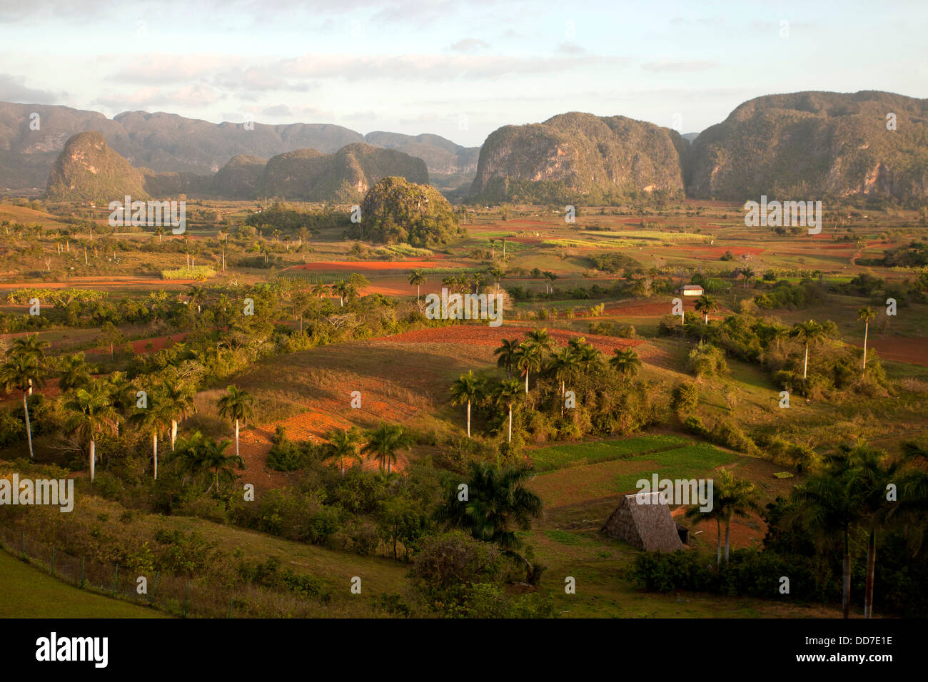 Paysage karstique avec champs de tabac dans la vallée de Vinales, Pinar del Rio, Vinales, Cuba, Caraïbes Banque D'Images