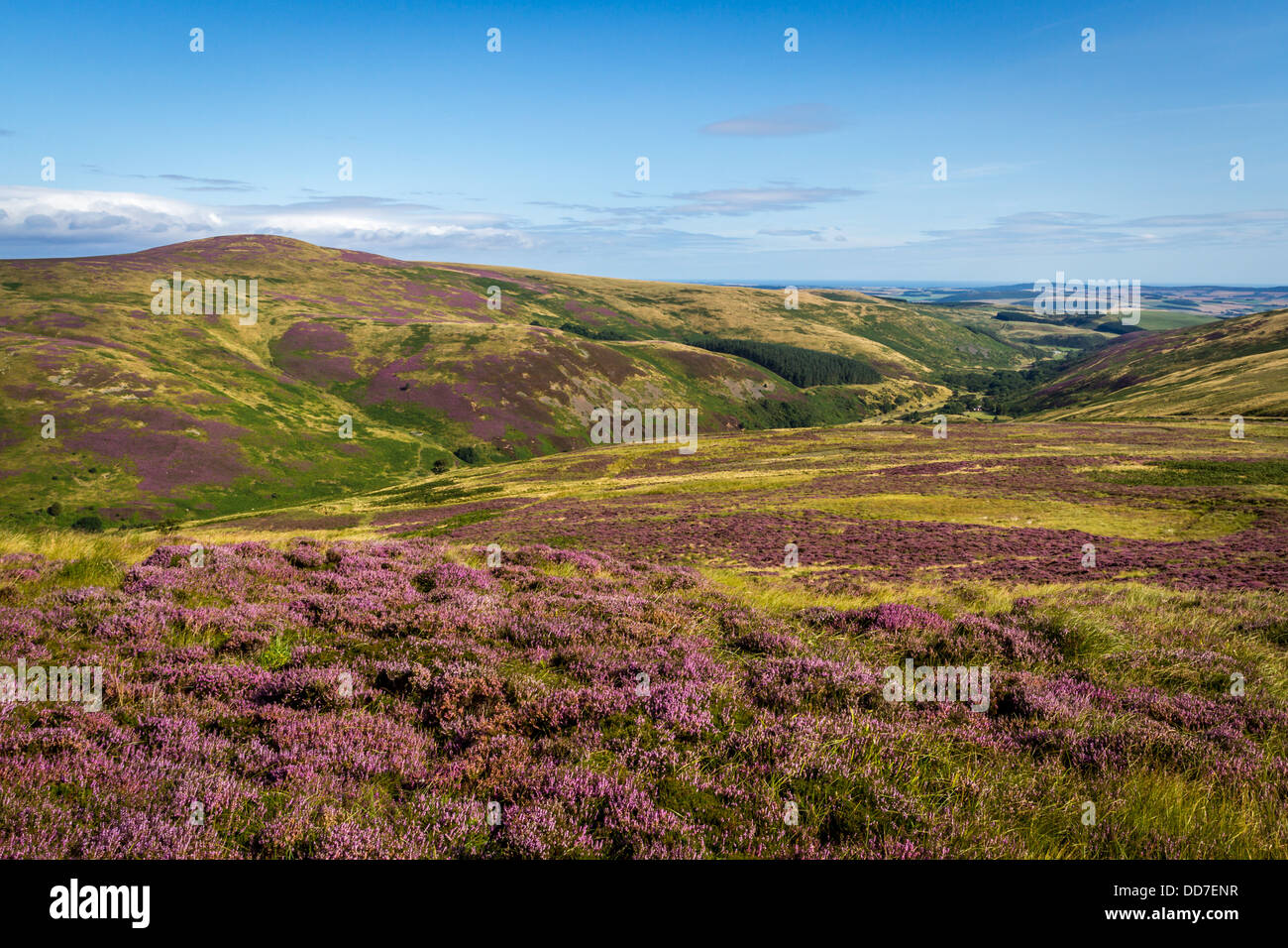 Dans la vallée de l'Harthope Hedgehope Hill du Cheviots, Northumberland, Angleterre Banque D'Images